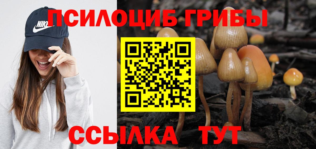 наркотики  Псилоцибиновые грибы прущие грибы  Сланцы  Вход с VPN  Псилоцибиновые грибы Psilocybe 